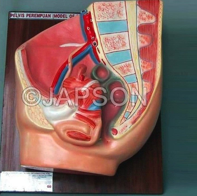 Human Pelvis, 2 Parts, Female Human Pelvis, 2 Parts, Female